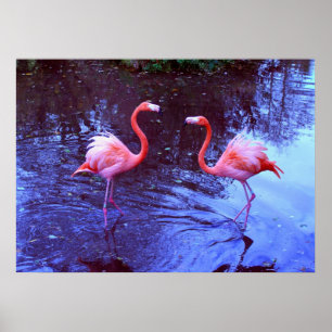 Slechts twee flamingos poster