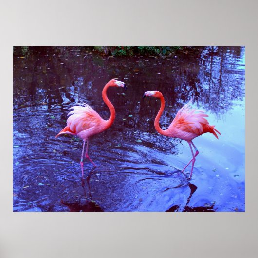 Slechts twee flamingos poster (Voorkant)