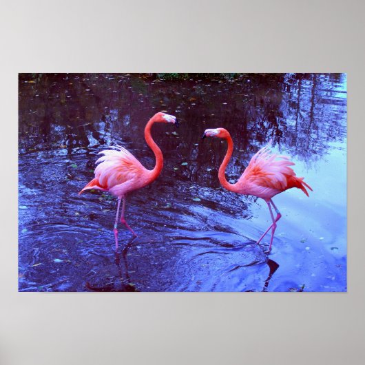 Slechts twee flamingo's poster (Voorkant)