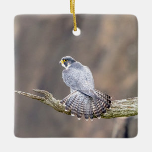 Slechtvalk in Palisades Interstate Park Keramisch Ornament