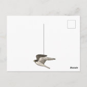 Slechtvalk Kleurpotlood VERJAARDAG Briefkaart (Achterkant)