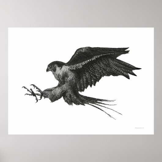 Slechtvalk Zwart Wit Pen en Inkt Poster (Voorkant)