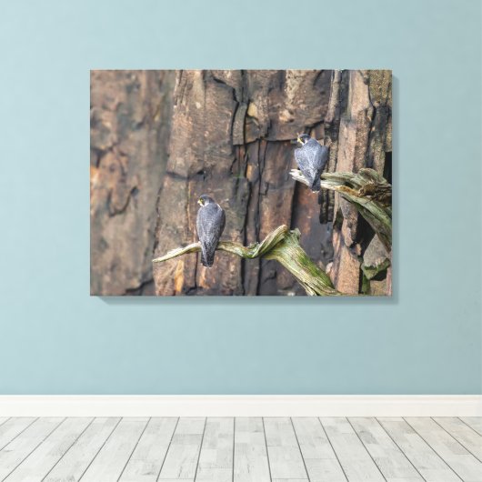 slechtvalken op de rotsen canvas afdruk (Insitu (Houten vloer))