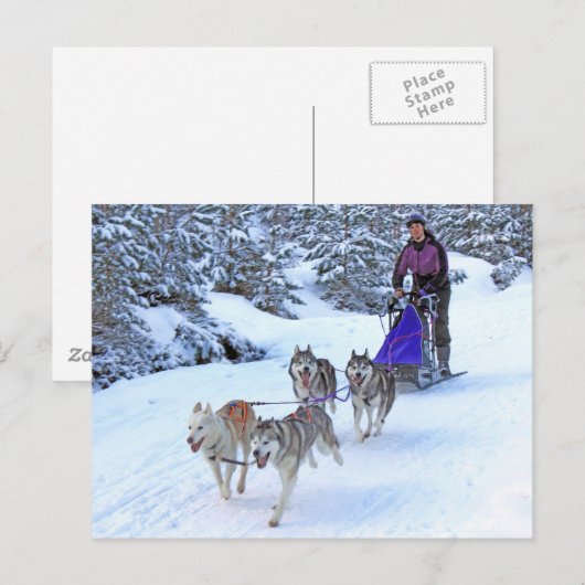 Sled Dog Racing Briefkaart (Voorkant / Achterkant)