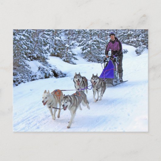 Sled Dog Racing Briefkaart (Voorkant)