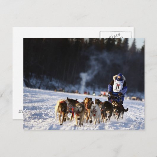 Sled Dog Racing in Alaska Briefkaart (Voorkant / Achterkant)
