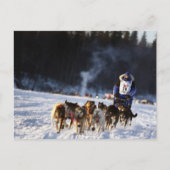 Sled Dog Racing in Alaska Briefkaart (Voorkant)