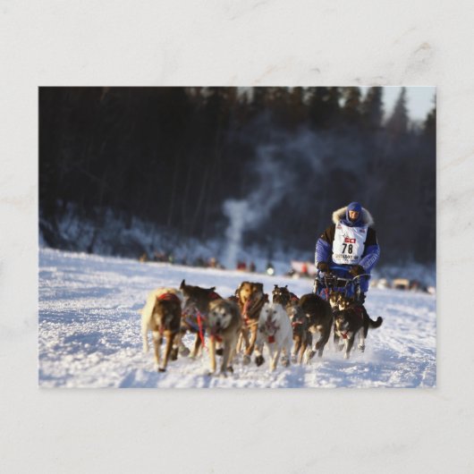 Sled Dog Racing in Alaska Briefkaart (Voorkant)