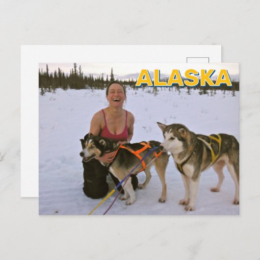 Sled Dogs In Alaska Briefkaart (Voorkant / Achterkant)