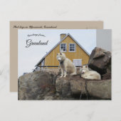 Sled Dogs in Upernavik Greenland Briefkaart (Voorkant / Achterkant)