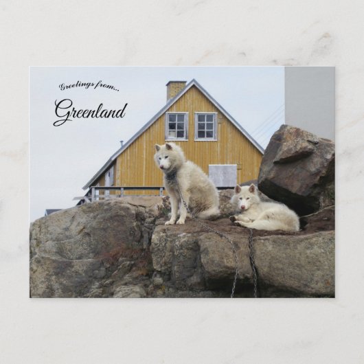 Sled Dogs in Upernavik Greenland Briefkaart (Voorkant)