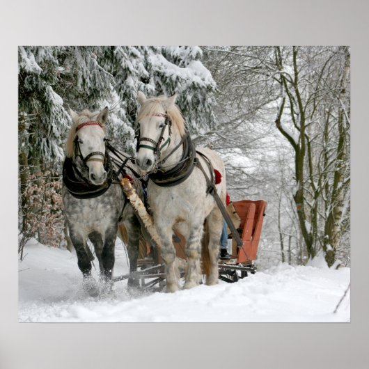 slee+ride,sneeuw,bos,paard,winter,wit,gallop, poster (Voorkant)