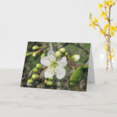 Sleedoorn, Sympathie Kaart (Gele Bloem)