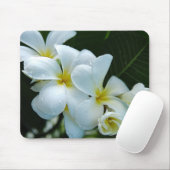 Sleek elegance: the white frangipani flower muismat (Met muis)