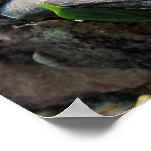 Sleepboomkikkers Poster (Hoek)