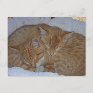 Sleepe rode kittens samen briefkaart