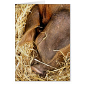 SLEEPENDE PIG-Kaart (Voorkant)