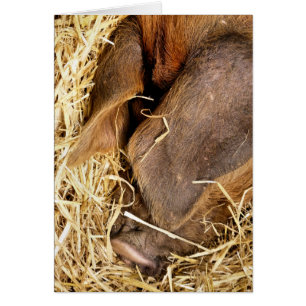 SLEEPENDE PIG-Kaart