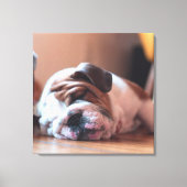 Sleeping Bulldog Bown and White Puppy Canvas Afdruk (Voorkant)