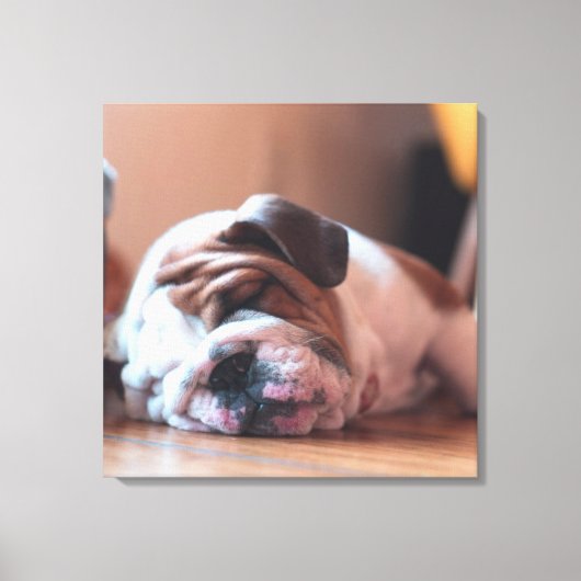 Sleeping Bulldog Bown and White Puppy Canvas Afdruk (Voorkant)
