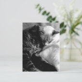 Sleeping Cats Postcards Briefkaart (Staand voorkant)