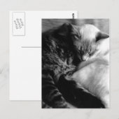 Sleeping Cats Postcards Briefkaart (Voorkant / Achterkant)