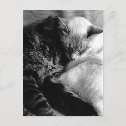 Sleeping Cats Postcards Briefkaart (Voorkant)