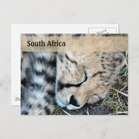 Sleeping Cheetah Cub Foto Briefkaart (Voorkant / Achterkant)