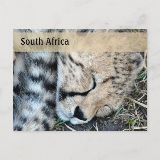 Sleeping Cheetah Cub Foto Briefkaart (Voorkant)
