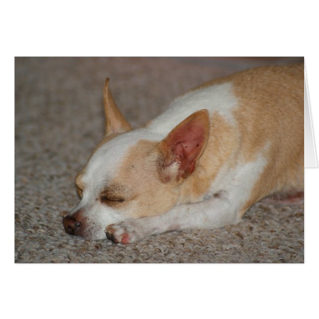Sleeping Chihuahua (Voorkant Horizontaal)