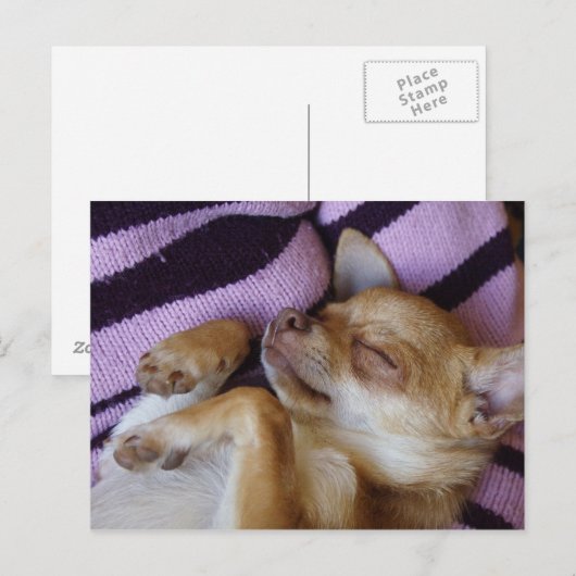 Sleeping Chihuahua Briefkaart (Voorkant / Achterkant)
