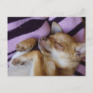 Sleeping Chihuahua Briefkaart