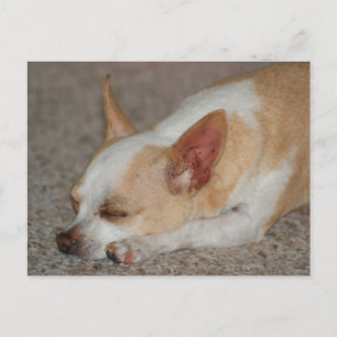 Sleeping Chihuahua Briefkaart