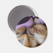 Sleeping Chihuahua Magneet (Voorkant / Achterkant)