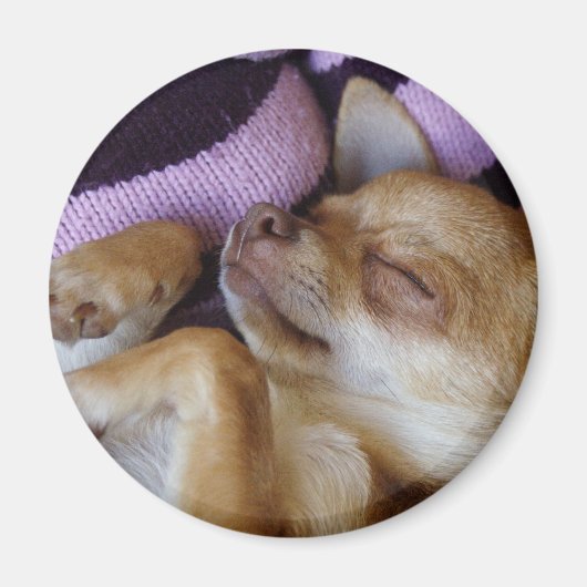 Sleeping Chihuahua Magneet (Voorkant)