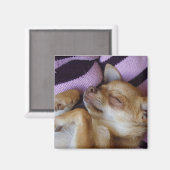 Sleeping Chihuahua Magneet (Voorkant / Achterkant)