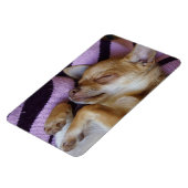Sleeping Chihuahua Magneet (Linkerzijde)