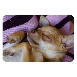 Sleeping Chihuahua Magneet