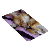 Sleeping Chihuahua Magneet (Rechterzijde)