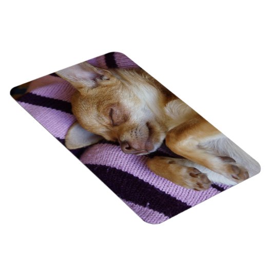 Sleeping Chihuahua Magneet (Rechterzijde)