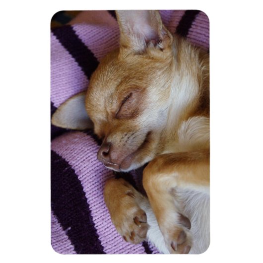 Sleeping Chihuahua Magneet (Verticaal)