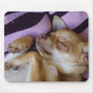 Sleeping Chihuahua Muismat