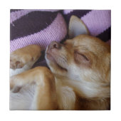 Sleeping Chihuahua Tegeltje (Voorkant)