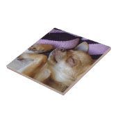 Sleeping Chihuahua Tegeltje (Zijkant)