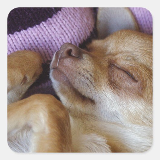 Sleeping Chihuahua Vierkante Sticker (Voorkant)