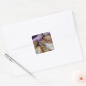 Sleeping Chihuahua Vierkante Sticker (Envelop)