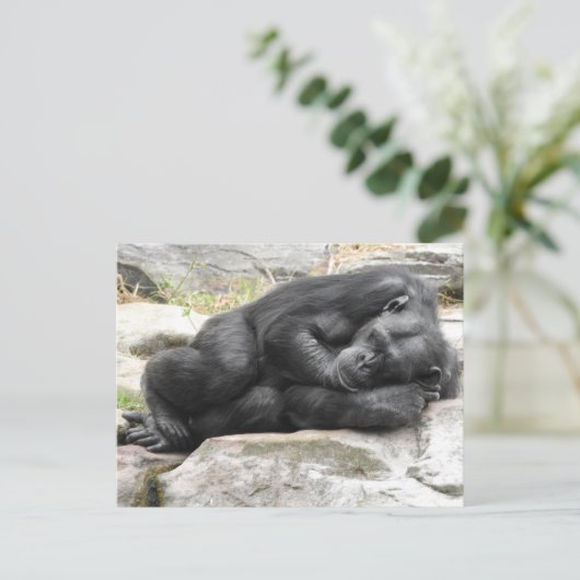 Sleeping Chimpanzee Postcard Briefkaart (Staand voorkant)