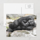 Sleeping Chimpanzee Postcard Briefkaart (Voorkant / Achterkant)