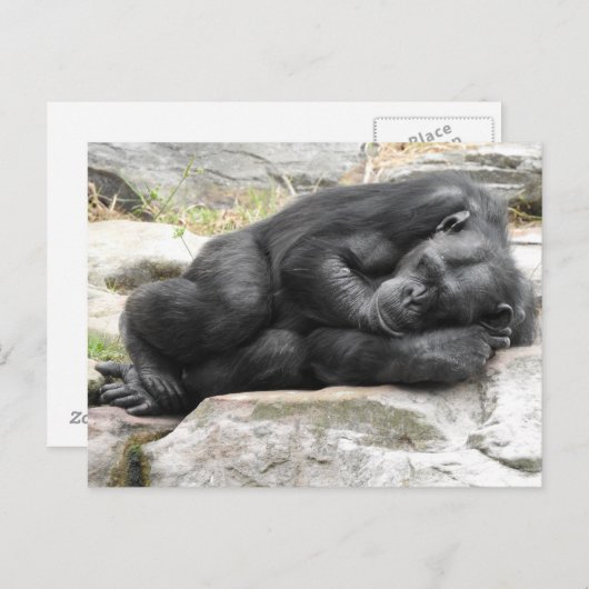 Sleeping Chimpanzee Postcard Briefkaart (Voorkant / Achterkant)