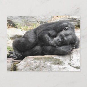 Sleeping Chimpanzee Postcard Briefkaart